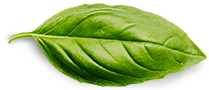 Leaf Design